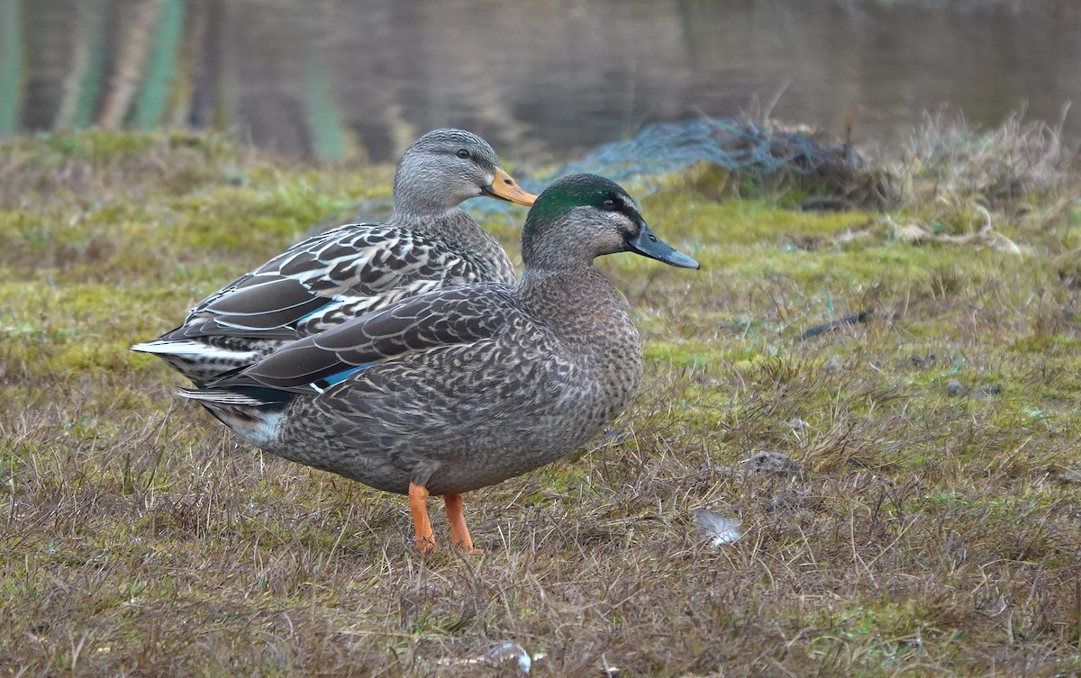 Pacific Black Duck x Mallard (hybrid) - ML646780857