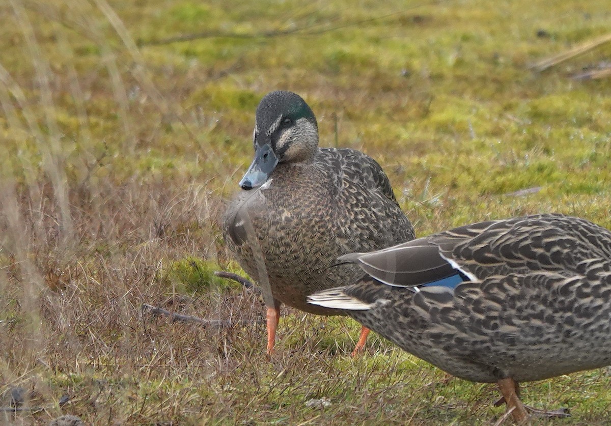 Pacific Black Duck x Mallard (hybrid) - ML646780858