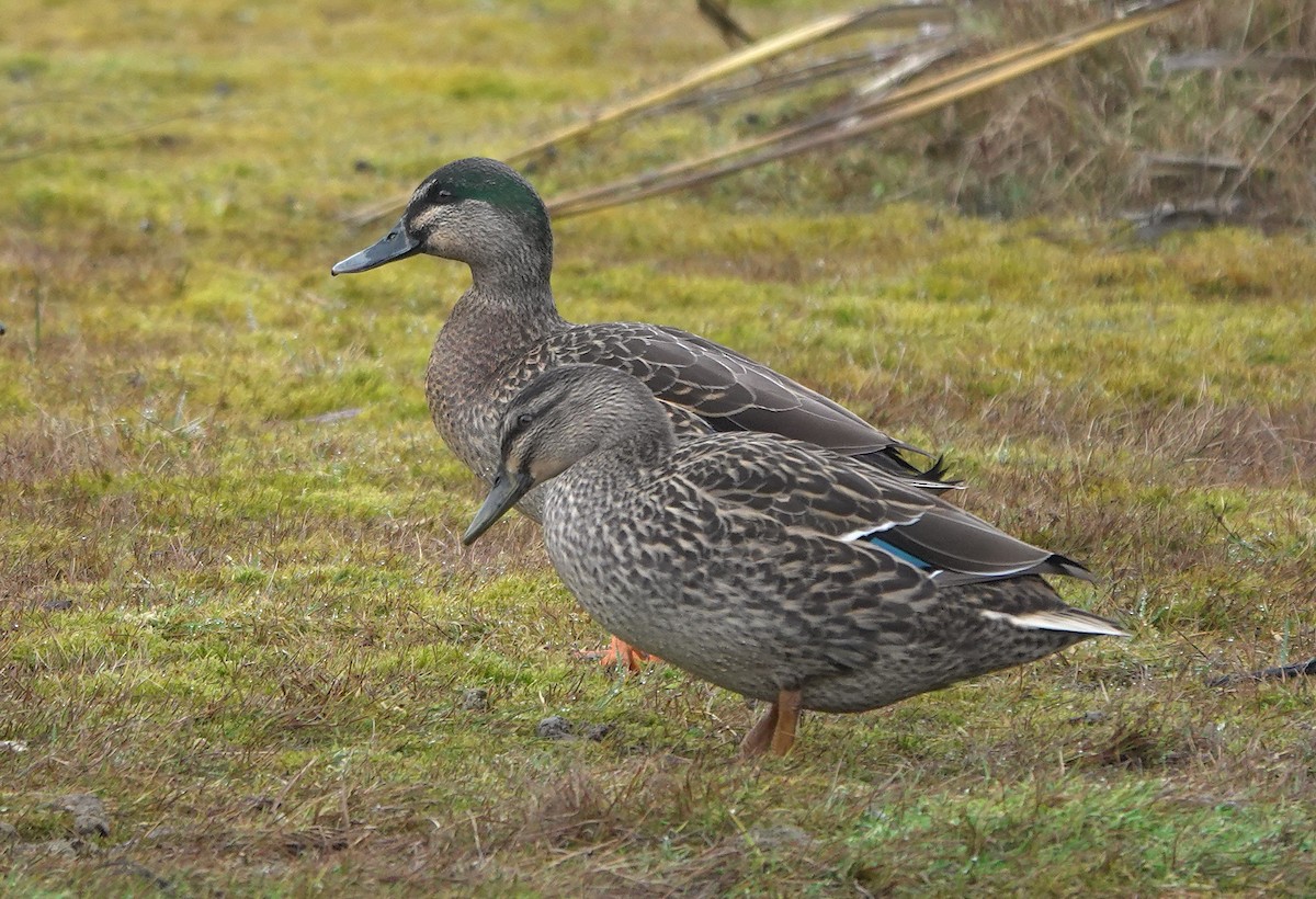 Pacific Black Duck x Mallard (hybrid) - ML646780859