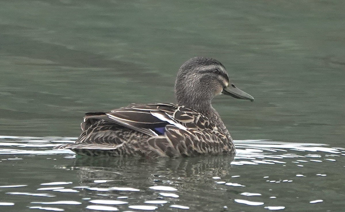 Pacific Black Duck x Mallard (hybrid) - ML646780860