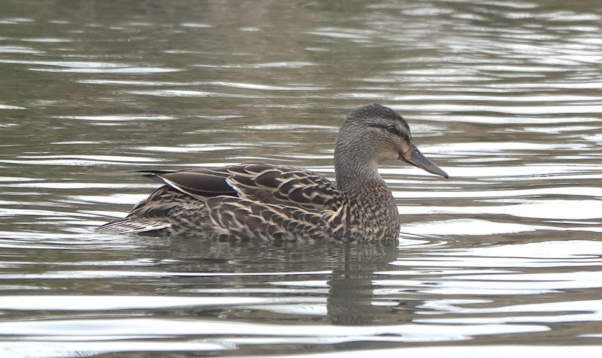 Pacific Black Duck x Mallard (hybrid) - ML646780862
