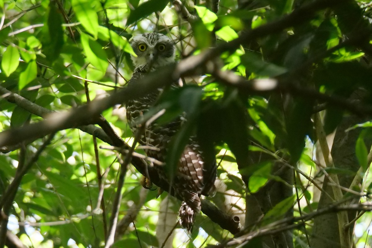 オニアオバズク - ML646780865