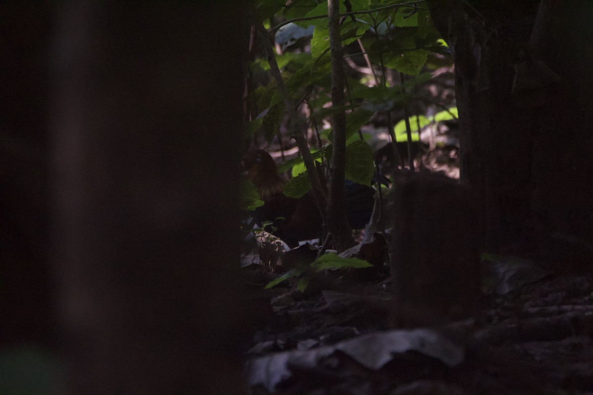 Red Junglefowl - ML646780866