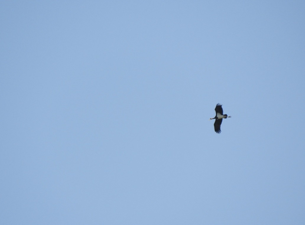 Чёрный аист - ML646780875