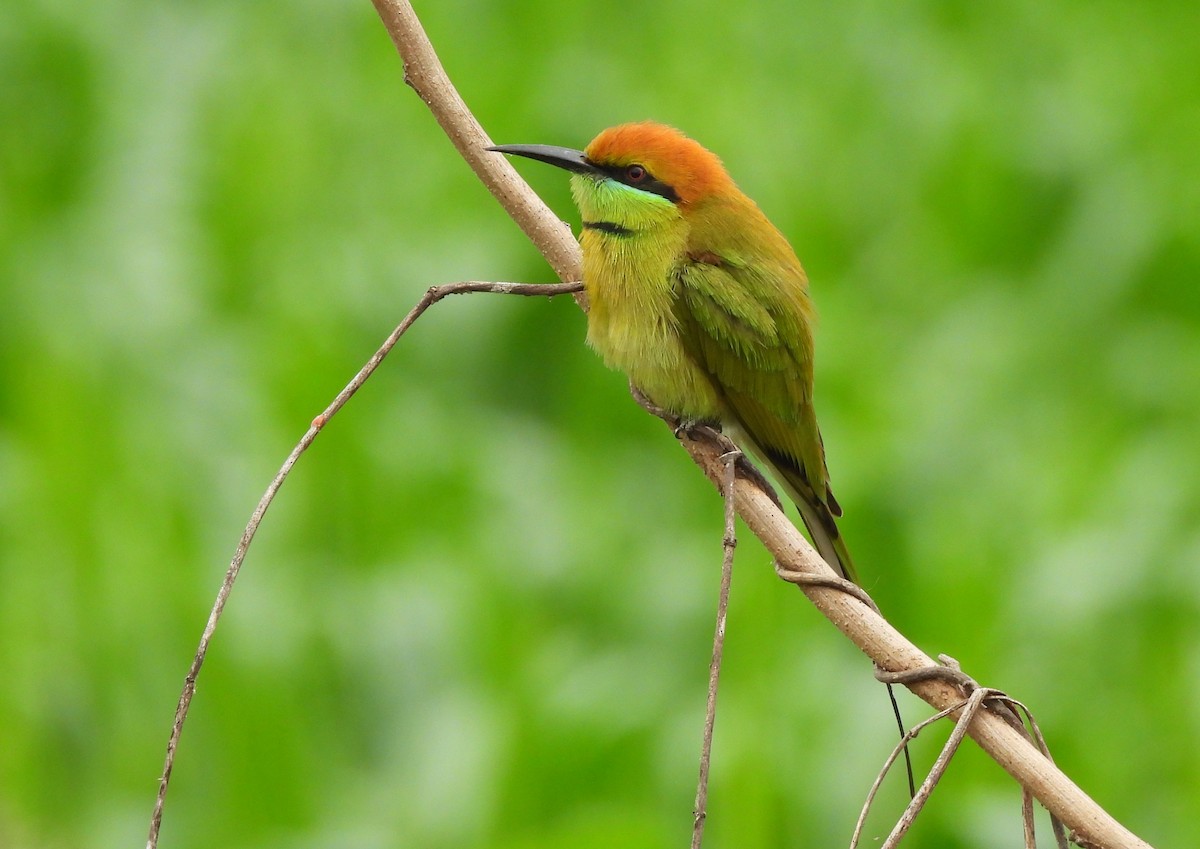 Asian Green Bee-eater - ML646780890
