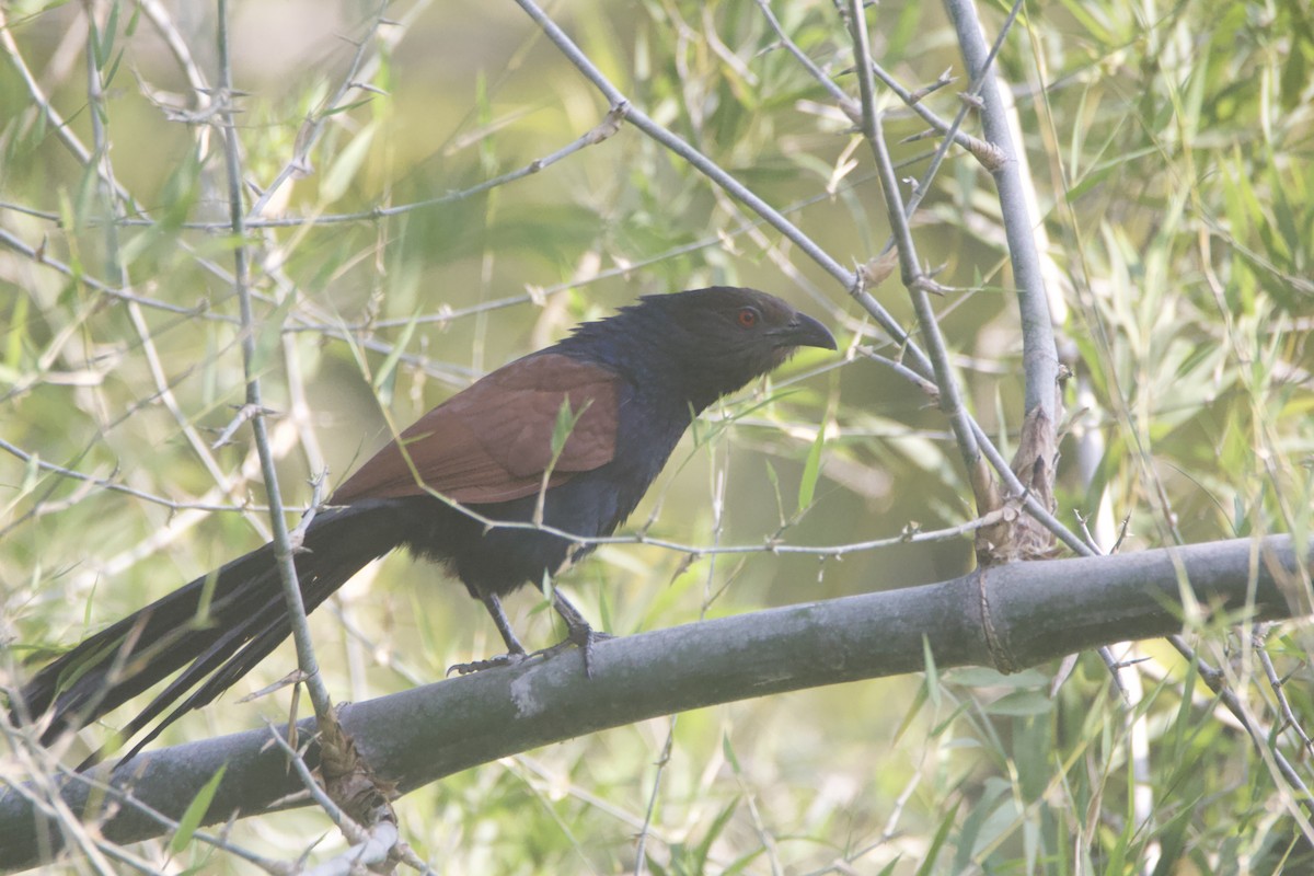 Greater Coucal - ML646780898