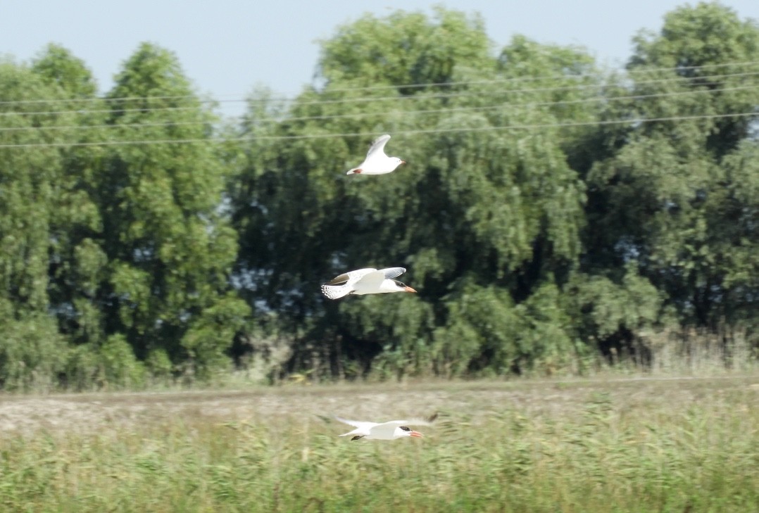 Чеграва - ML646780904