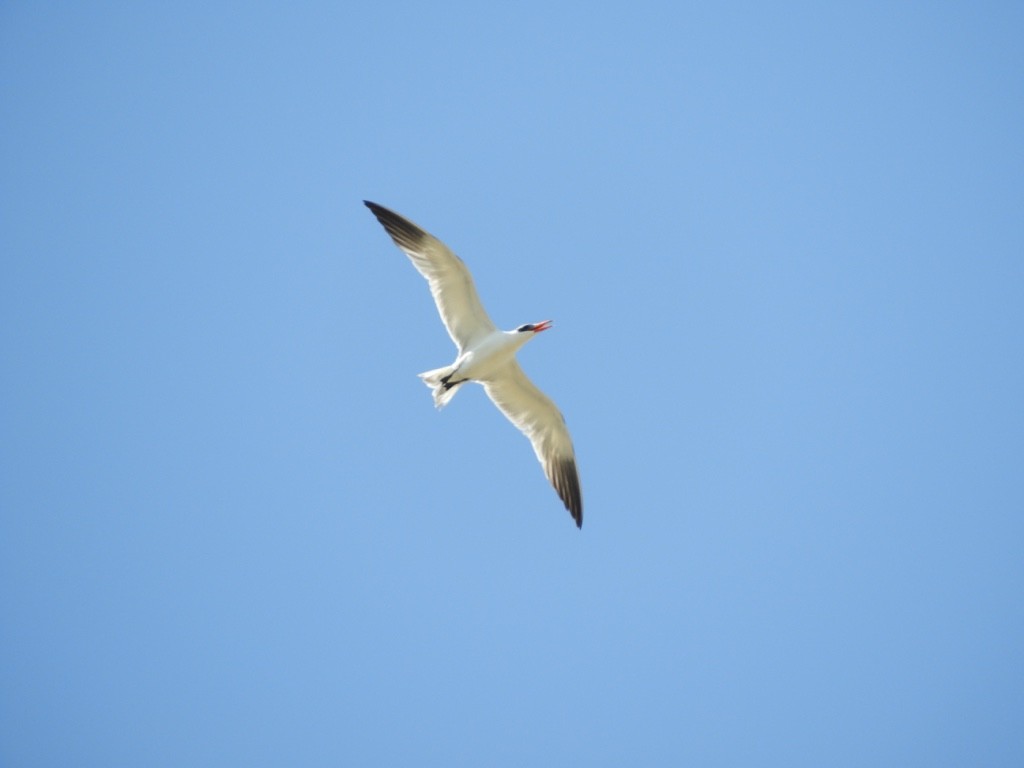 Чеграва - ML646780909