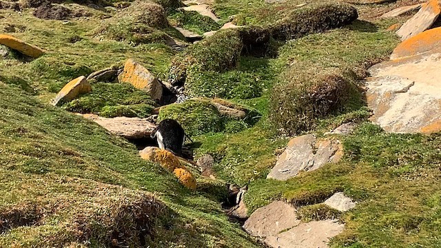 Western Rockhopper Penguin - ML646780910