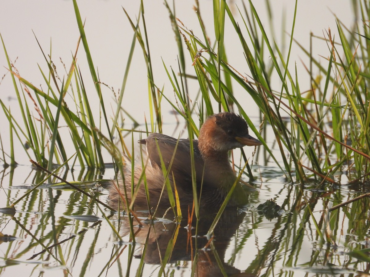 Little Grebe - ML646780911