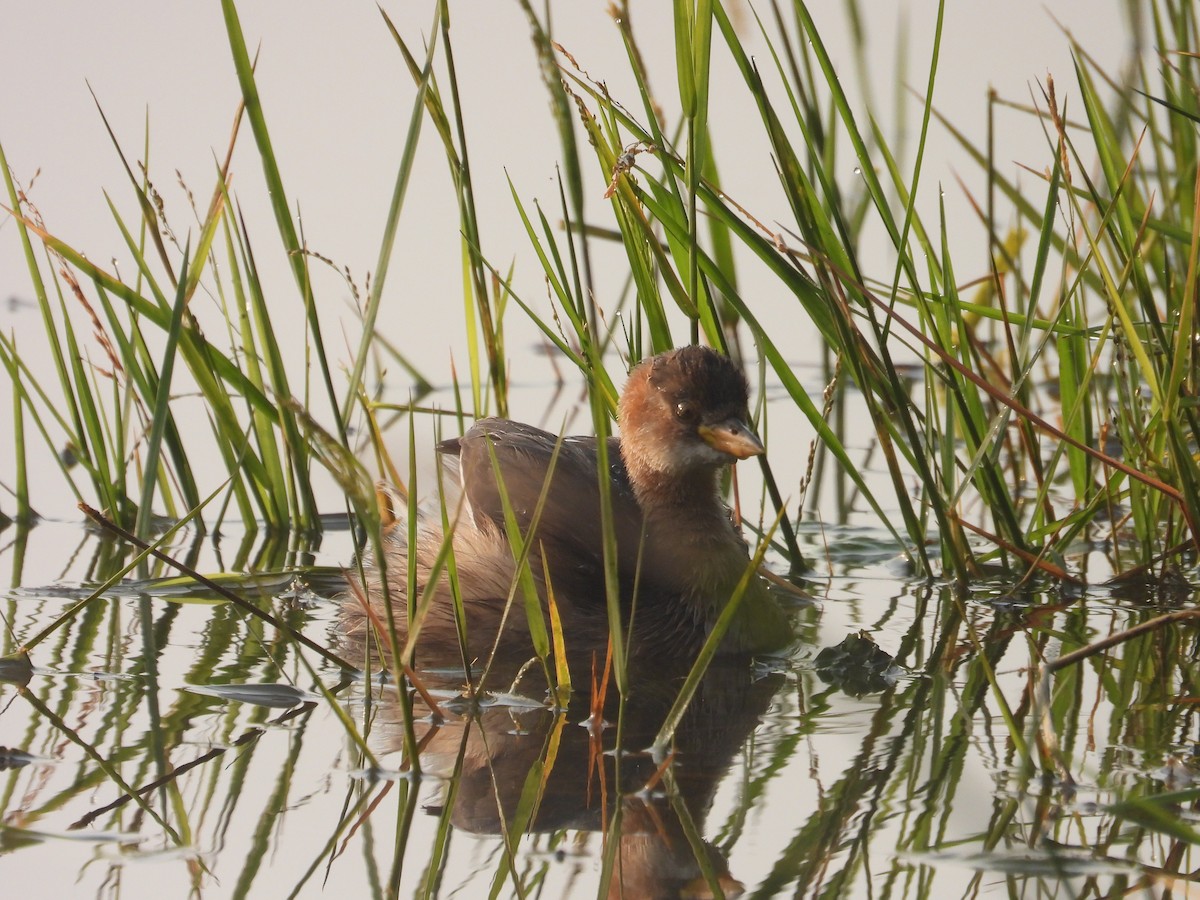 Little Grebe - ML646780912