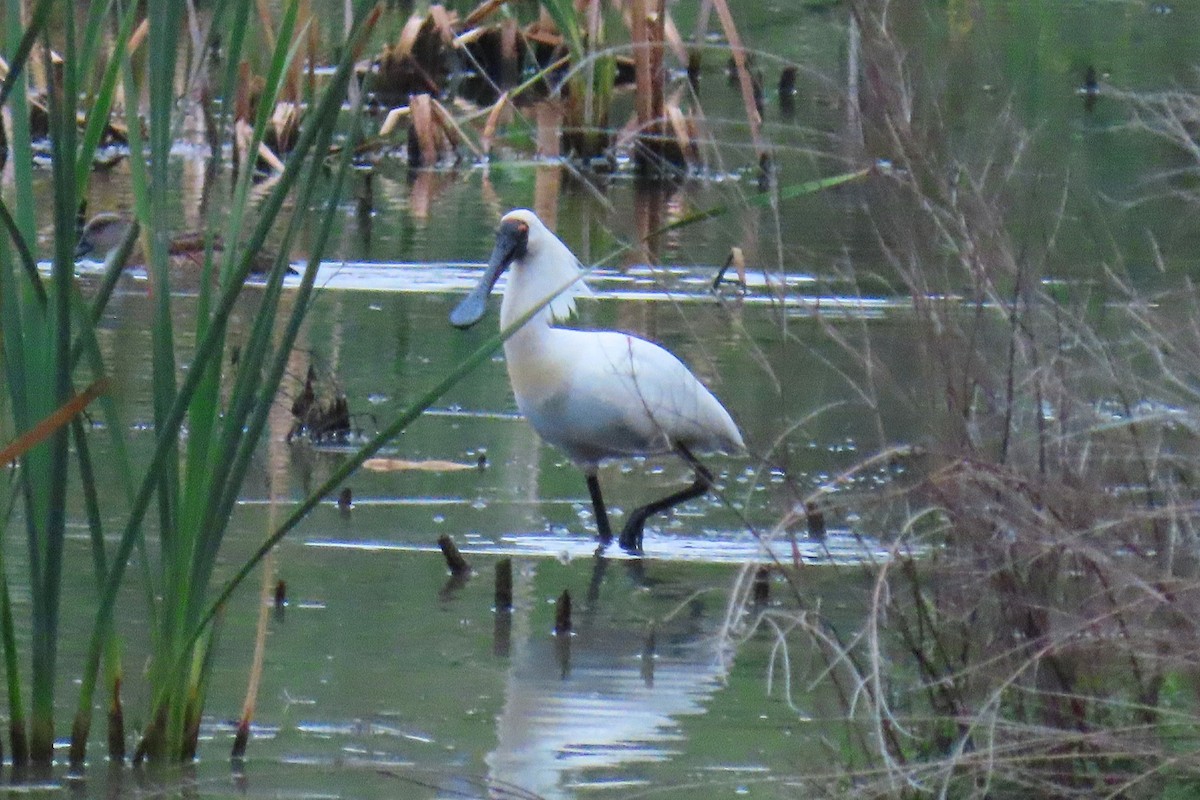 オーストラリアヘラサギ - ML646780915