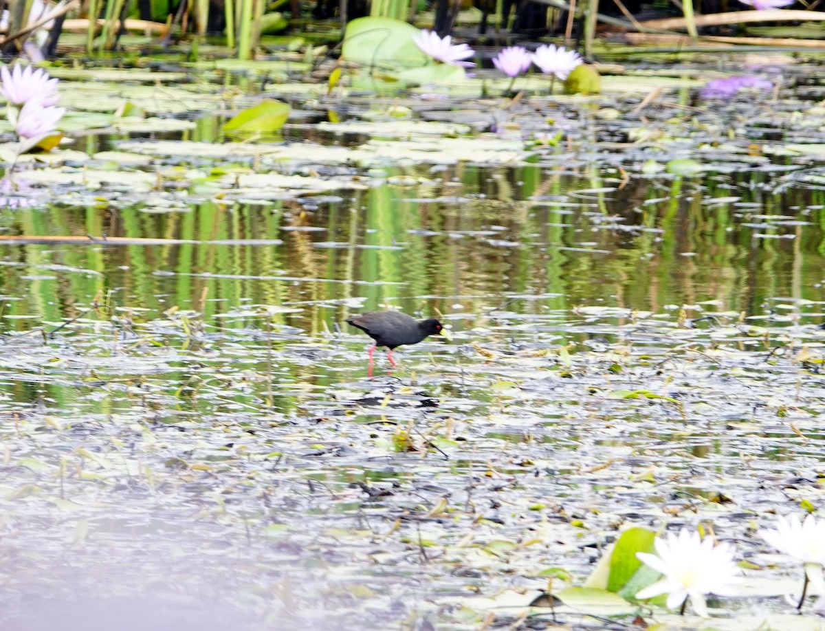 Black Crake - ML646780917