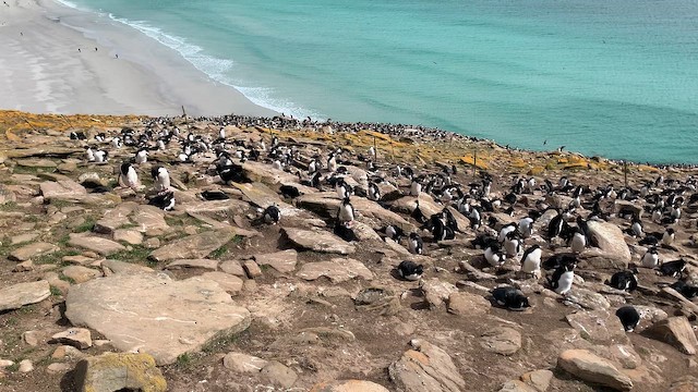 Western Rockhopper Penguin - ML646780920