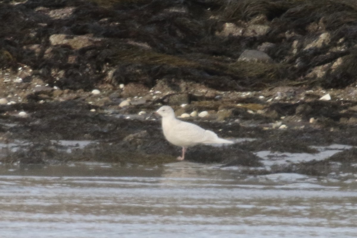 Iceland Gull - ML646780921