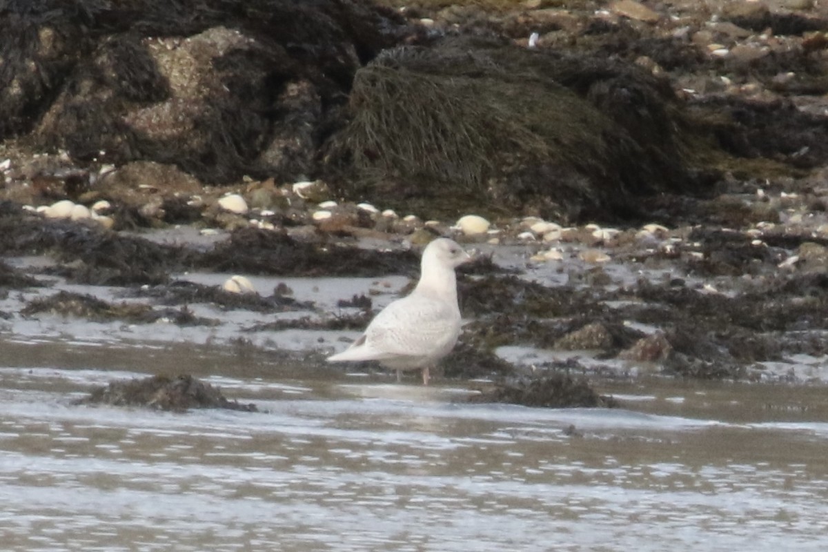 Iceland Gull - ML646780922