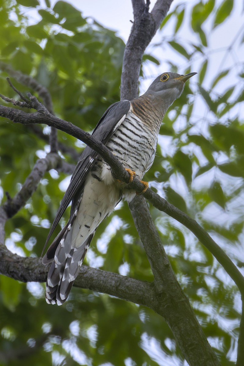 Kuku siberiarra - ML646780923