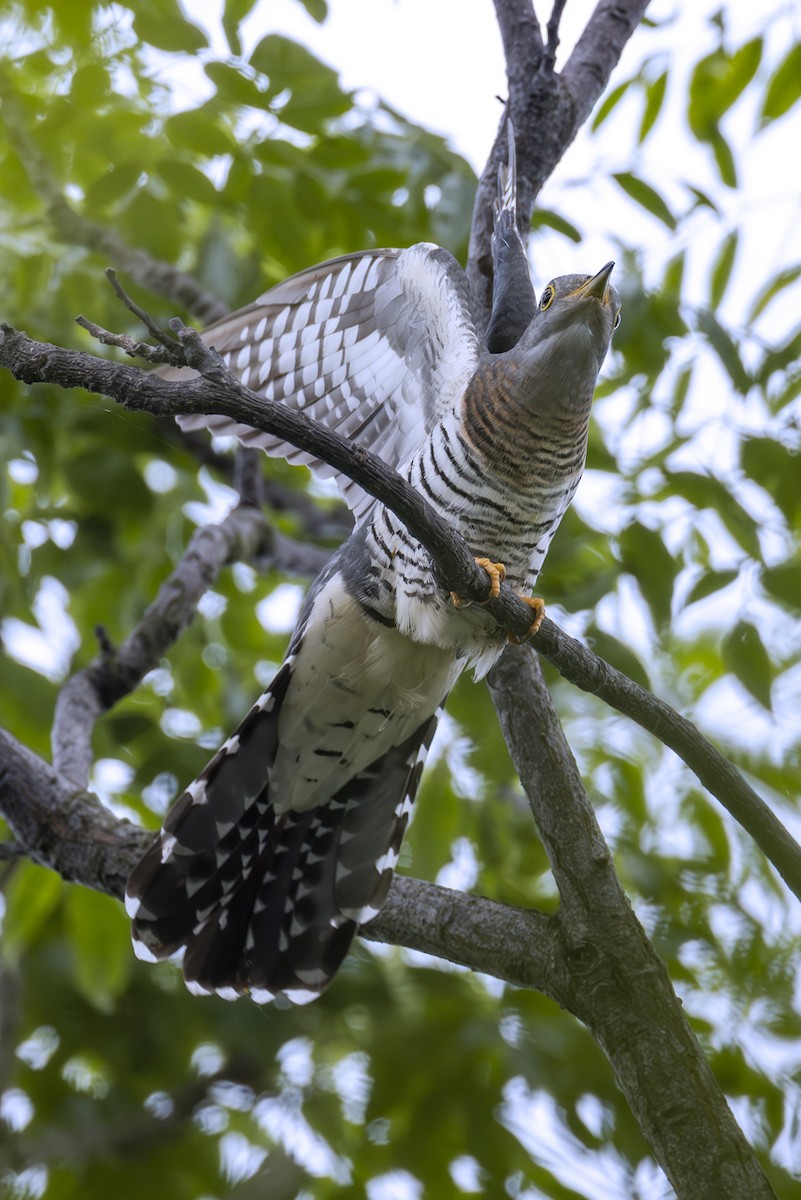 Kuku siberiarra - ML646780924