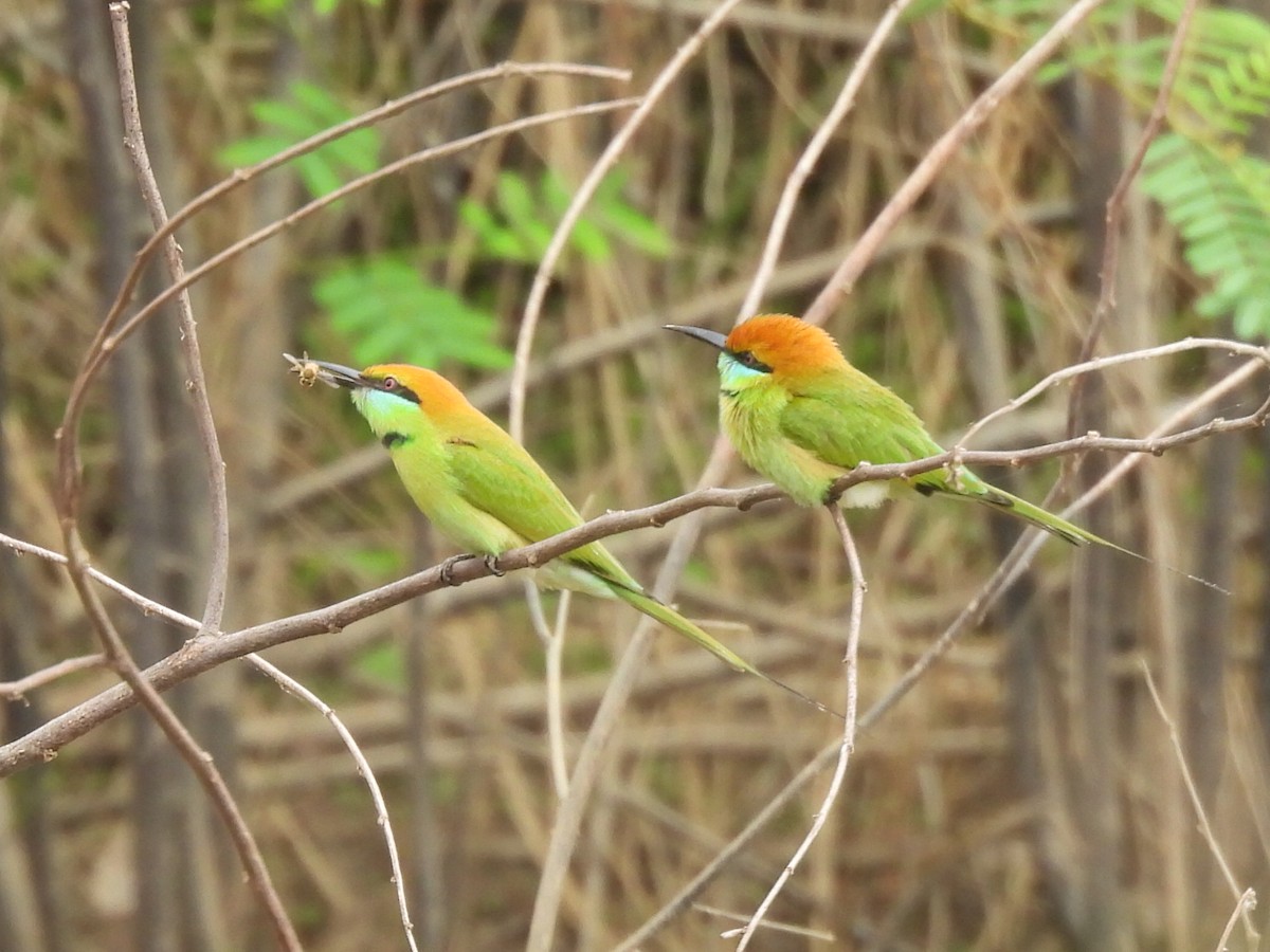 beryllbieter - ML646780926