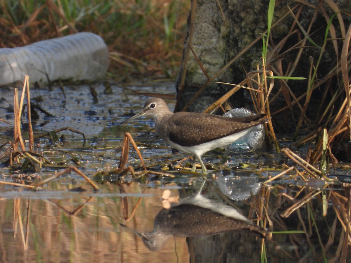 skogsnipe - ML646780927