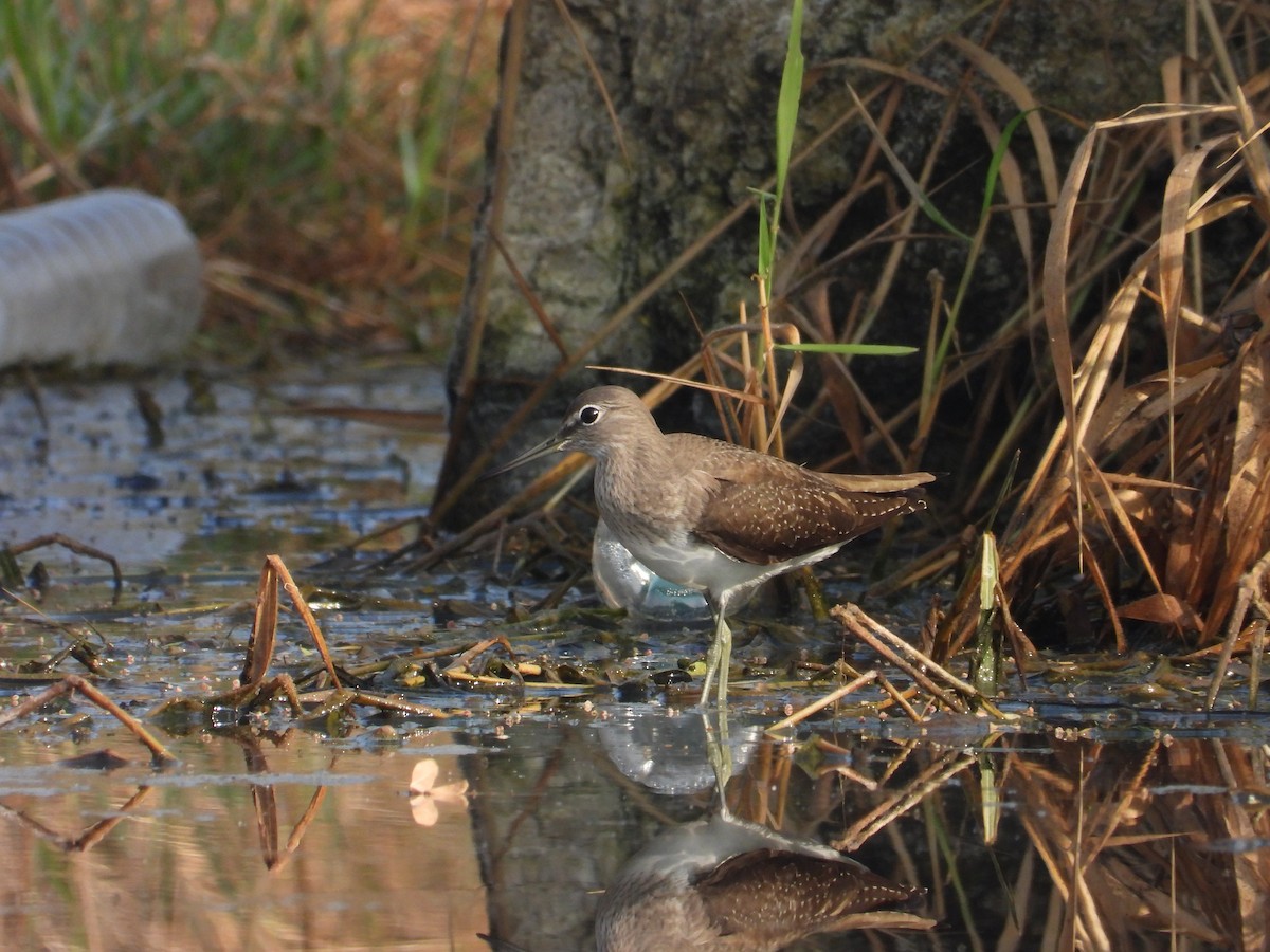 skogsnipe - ML646780928