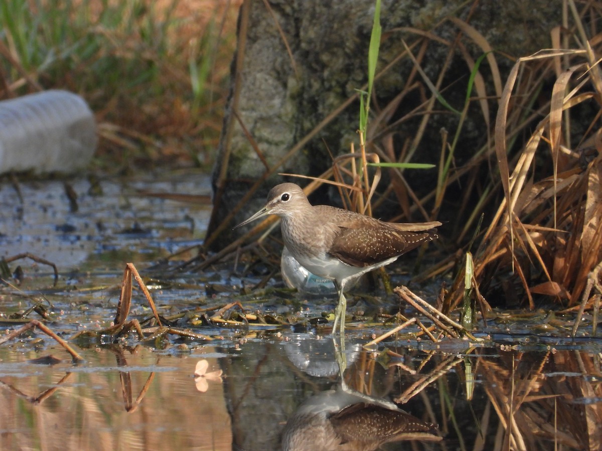 skogsnipe - ML646780929