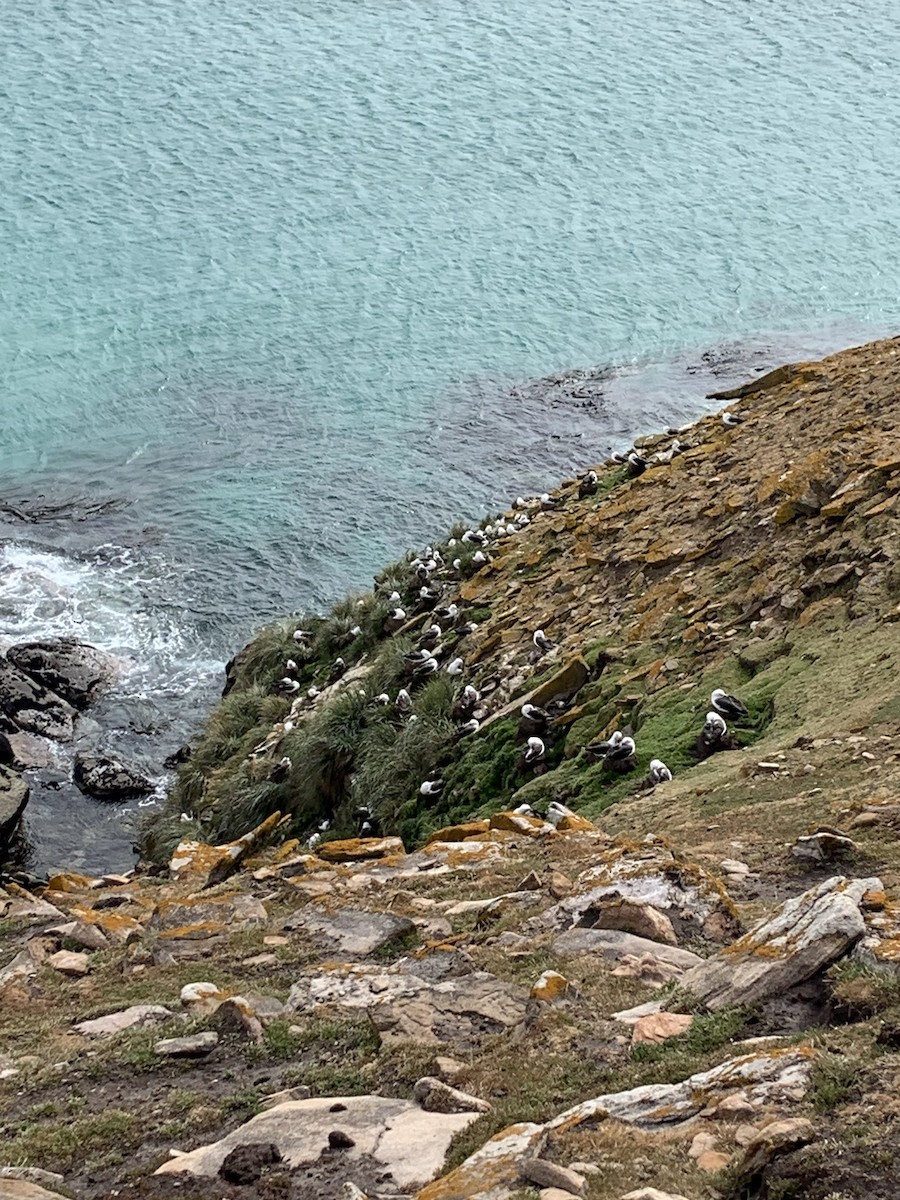 svartbrynalbatross (melanophris) - ML646780930