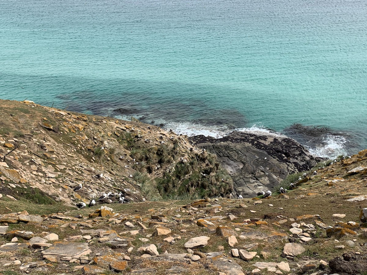 svartbrynalbatross (melanophris) - ML646780931