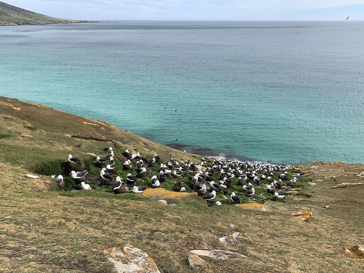 svartbrynalbatross (melanophris) - ML646780933