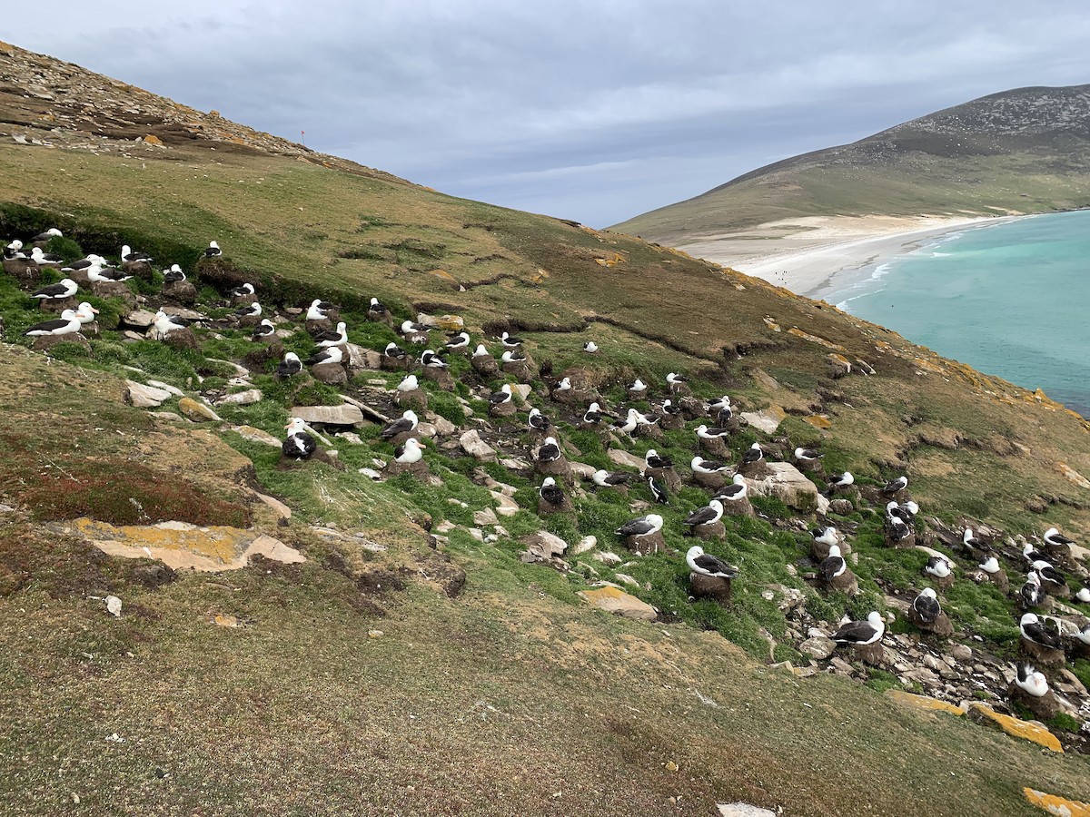 svartbrynalbatross (melanophris) - ML646780934