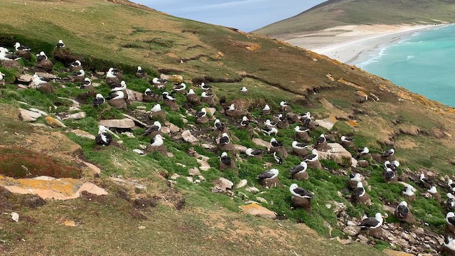 svartbrynalbatross (melanophris) - ML646780936