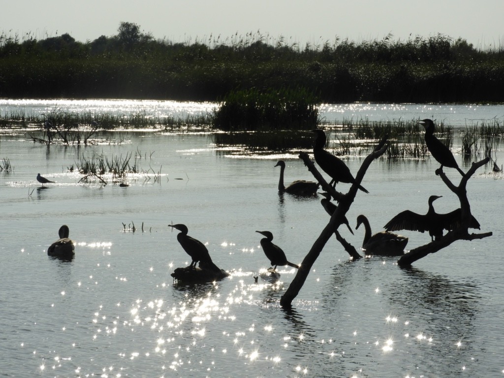 storskarv - ML646780937