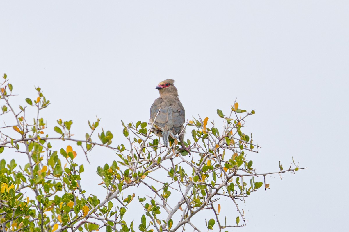 rødmaskemusfugl - ML646780938