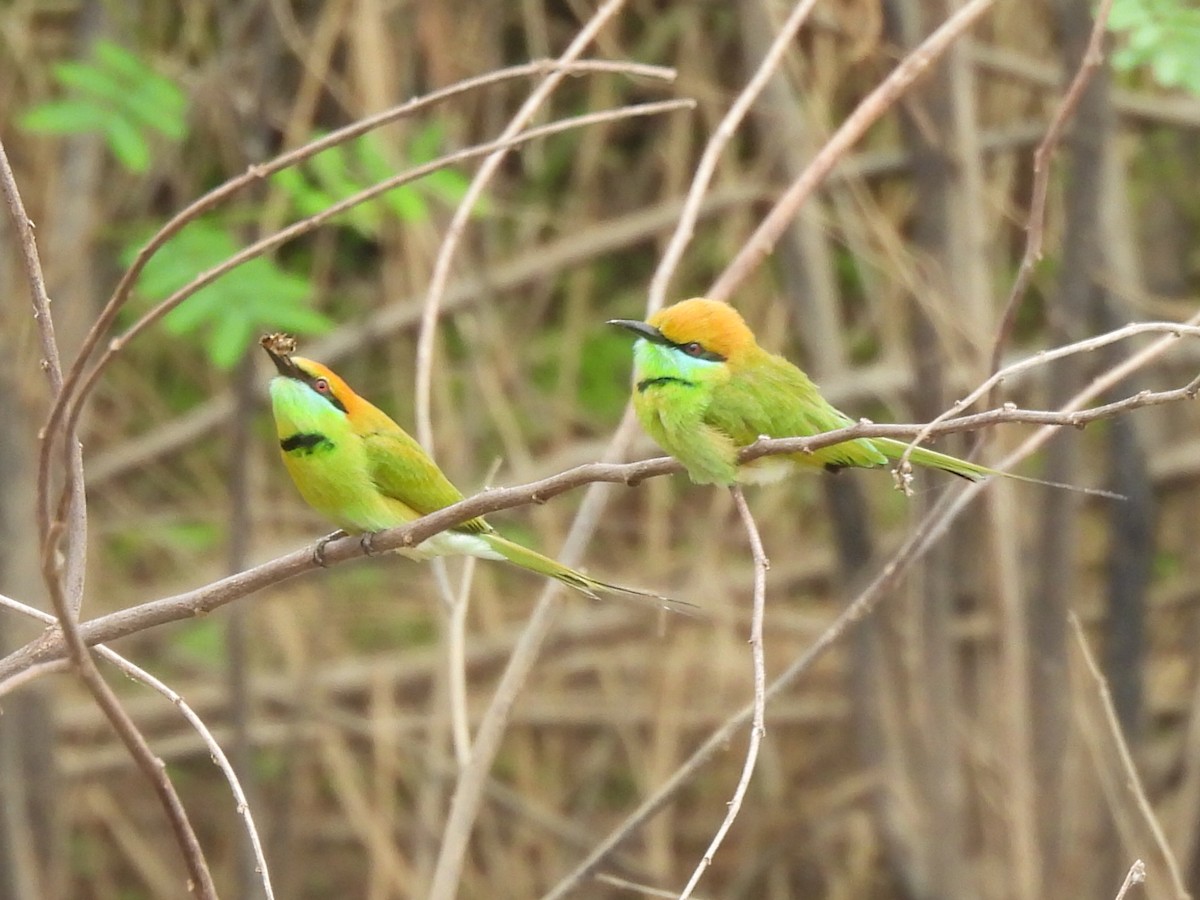 beryllbieter - ML646780939