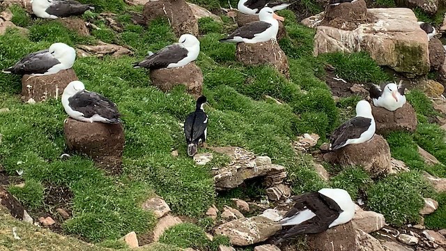 knoppskarv - ML646780940