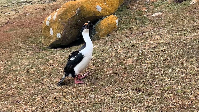 knoppskarv - ML646780941