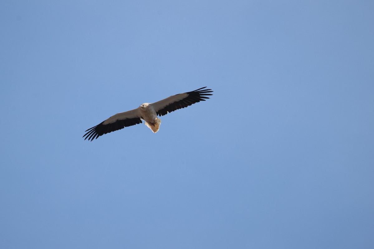 Egyptian Vulture - ML646780942