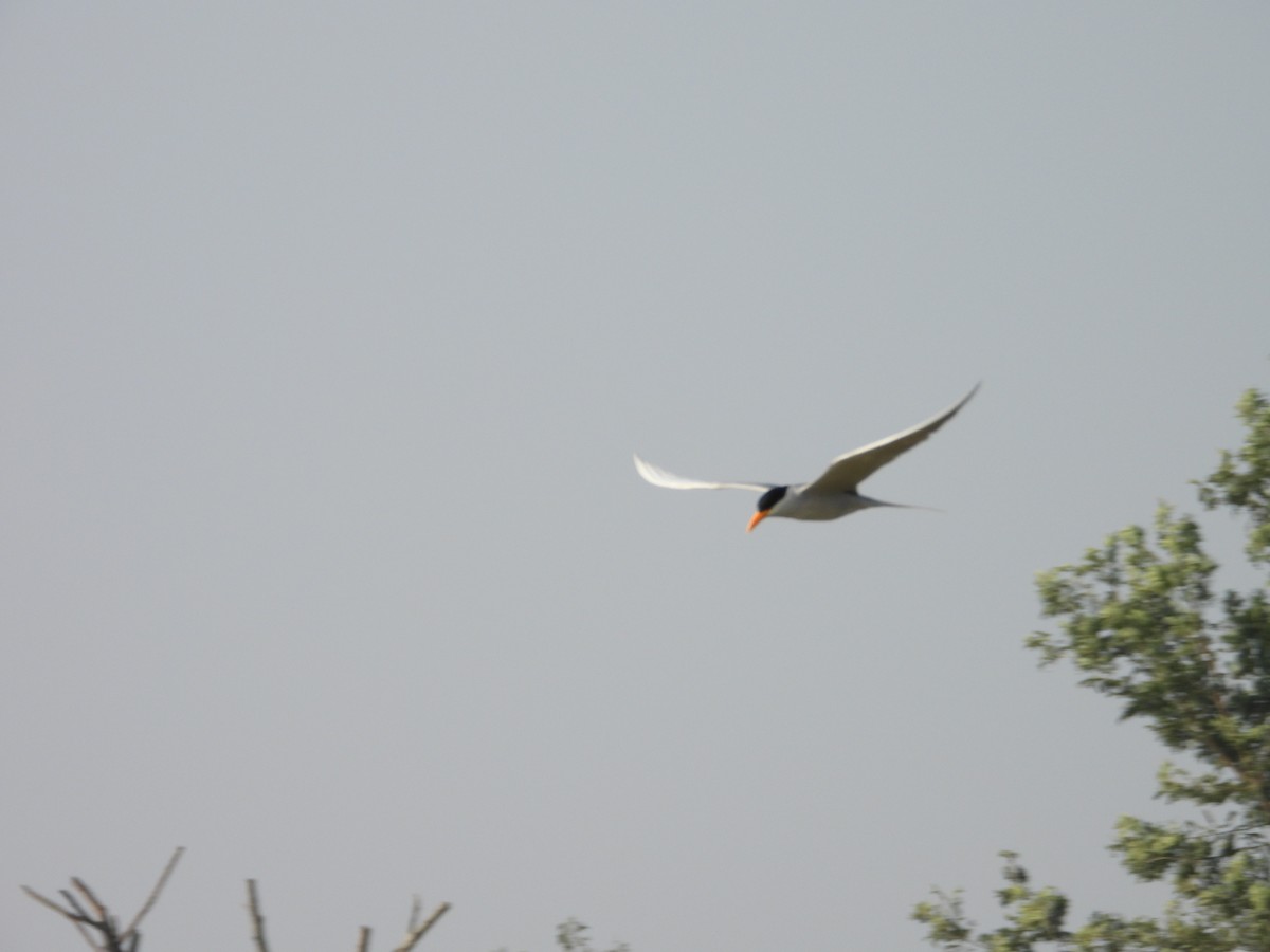 flodterne - ML646780943