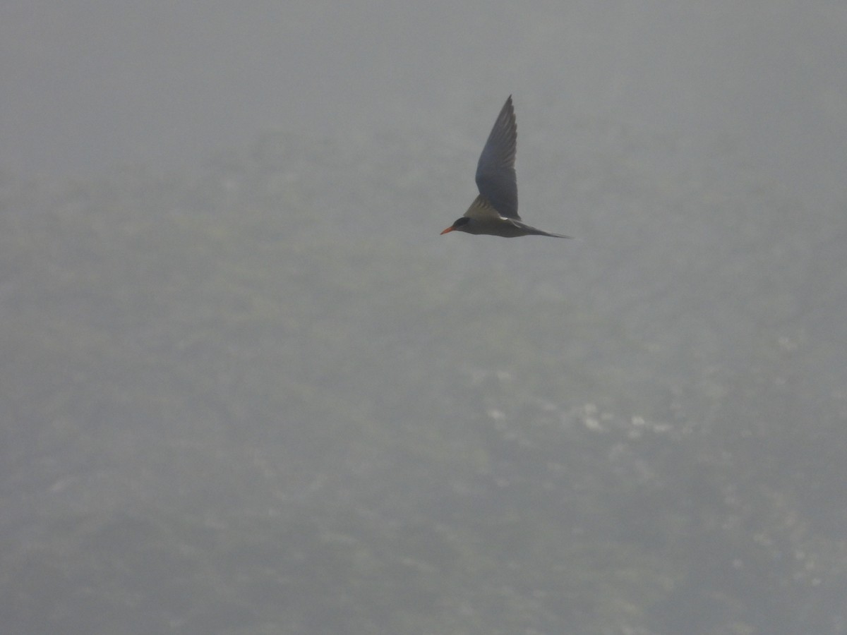 flodterne - ML646780945