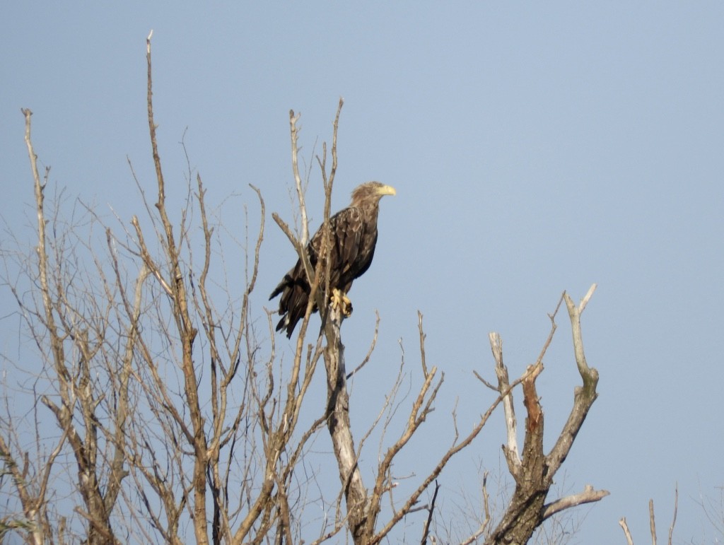 havørn - ML646780946