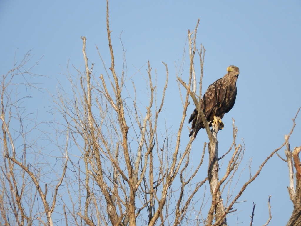 havørn - ML646780947