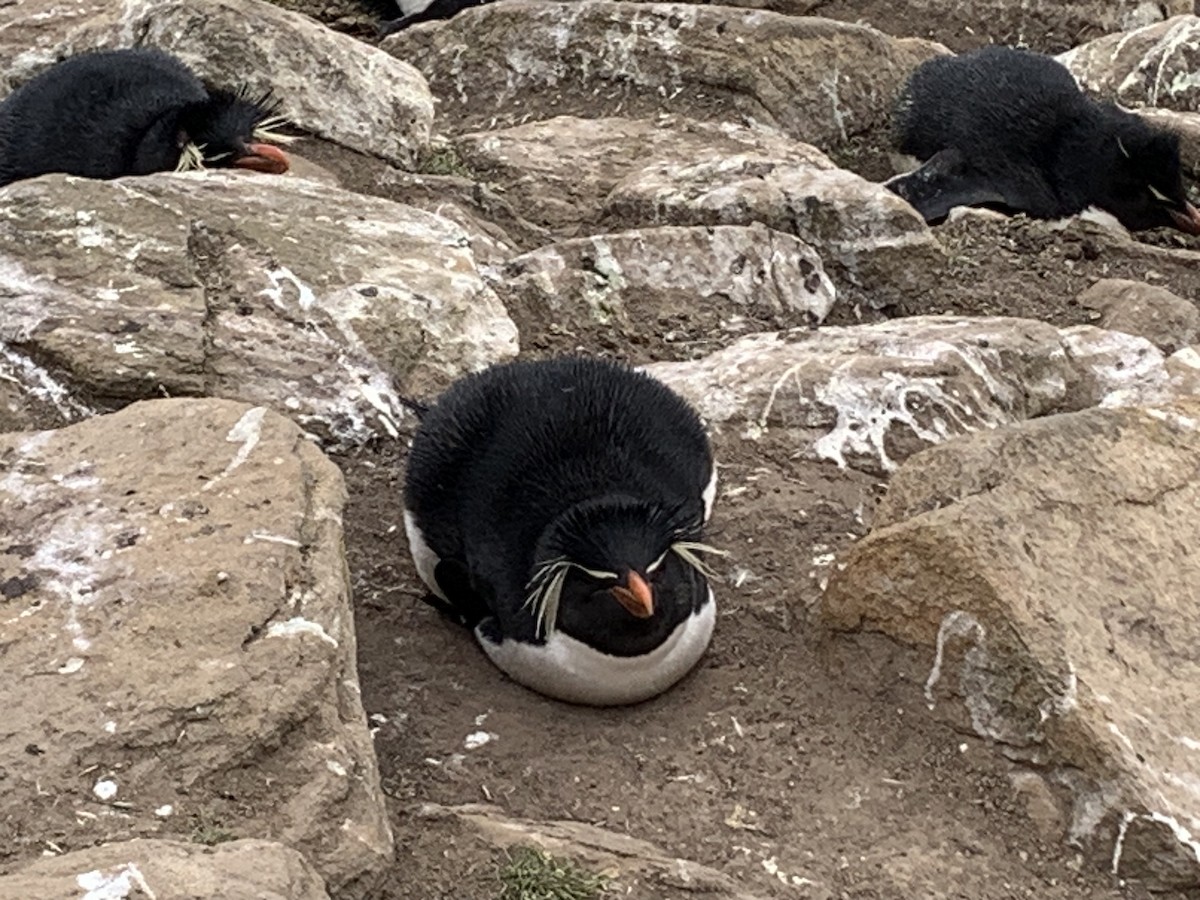 vestklippehopperpingvin - ML646780948