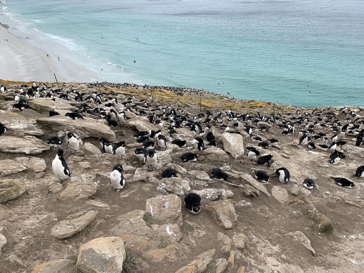 vestklippehopperpingvin - ML646780949