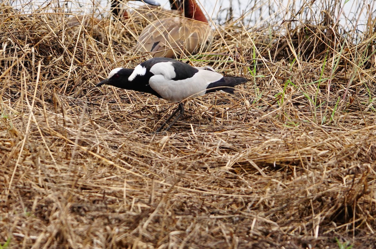 smedvipe - ML646780950