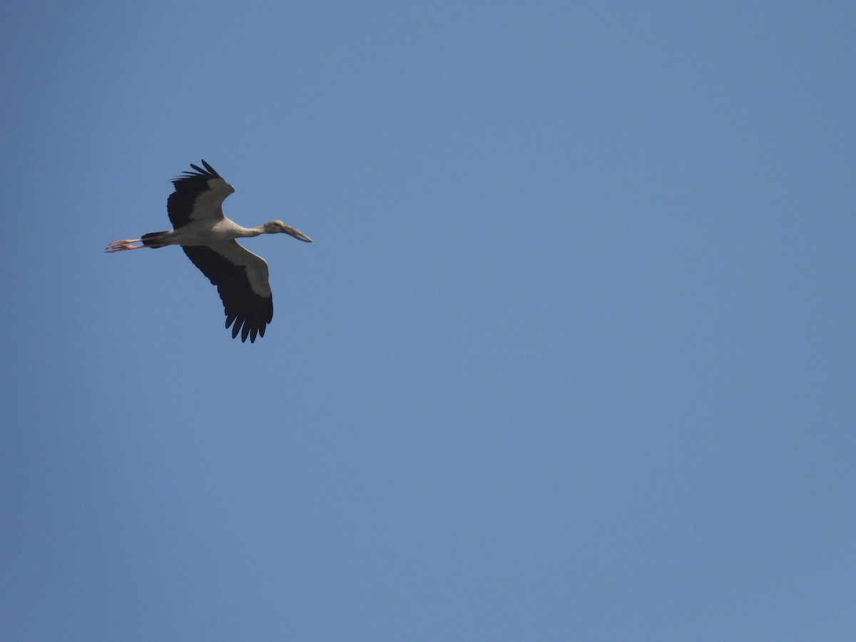 asiagapenebb - ML646780951