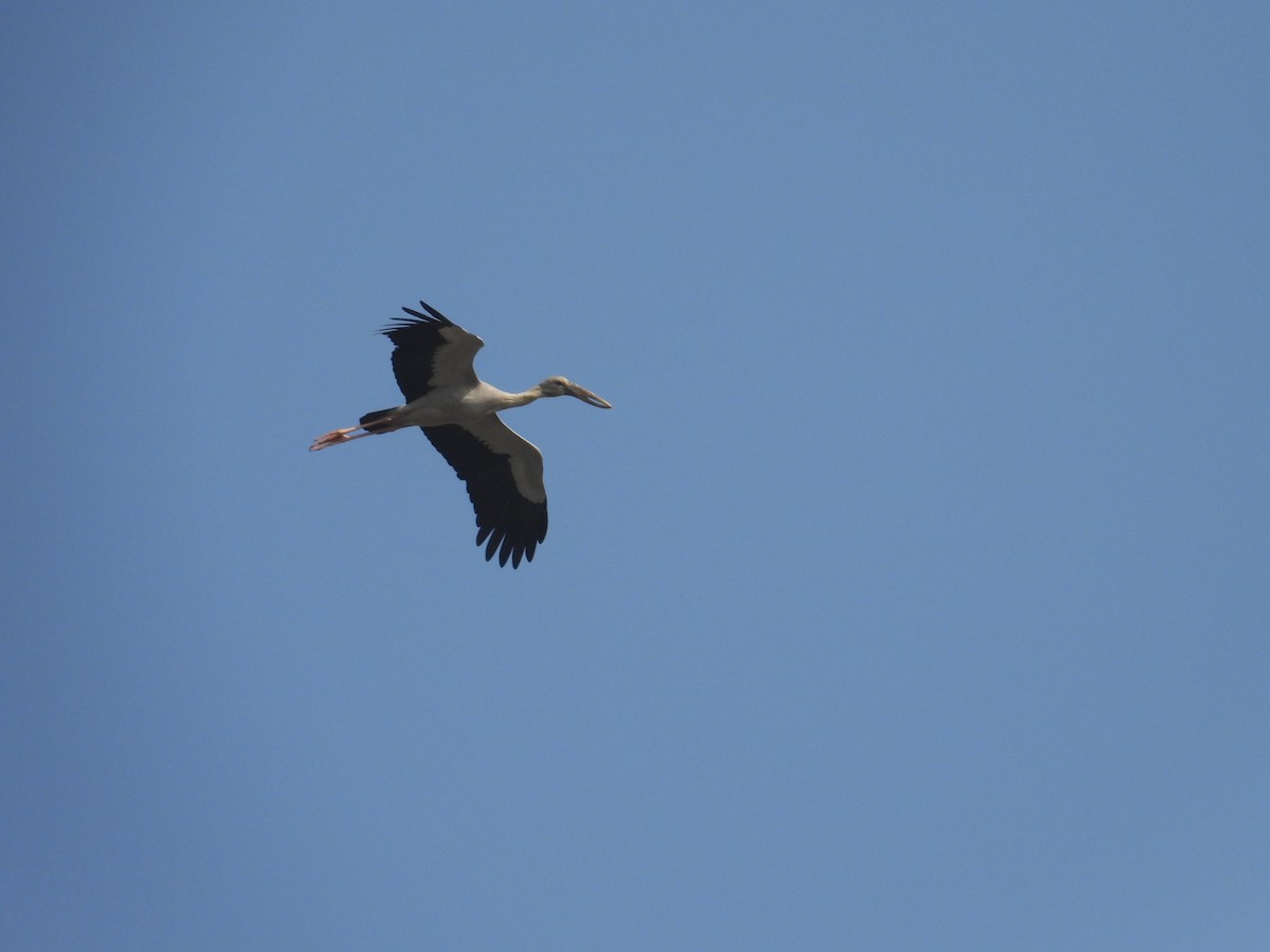 asiagapenebb - ML646780952