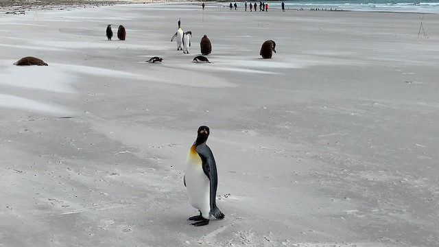 kongepingvin - ML646780954