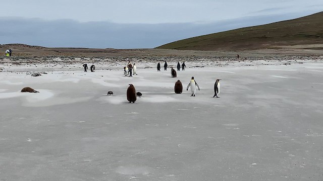 kongepingvin - ML646780955