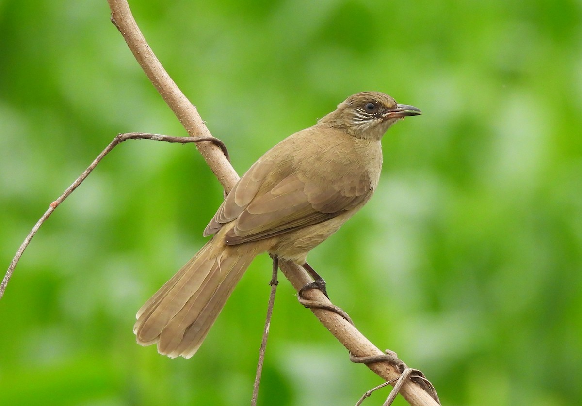 strekørebylbyl - ML646780957