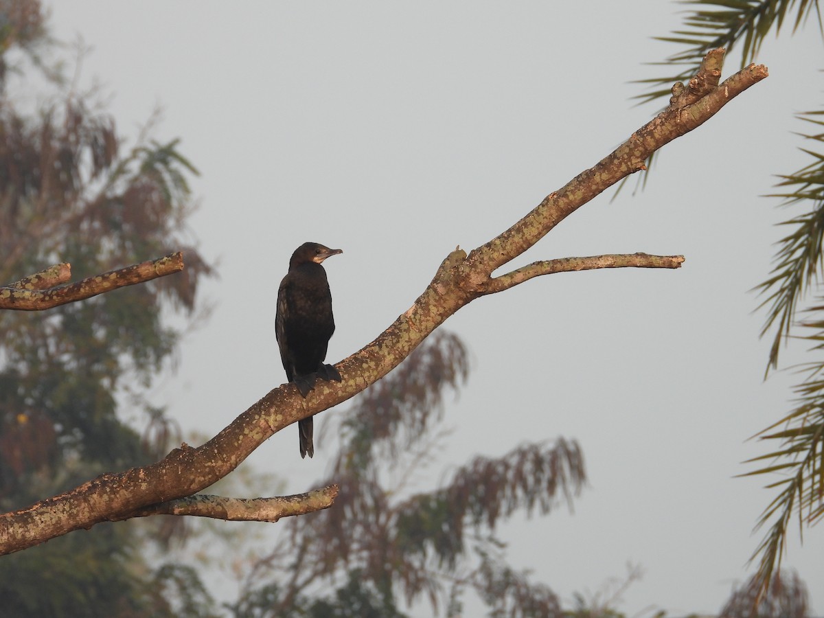 orientdvergskarv - ML646780959